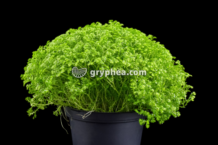 Sélaginelle décorative (Selaginella sp.) - gryphea.org